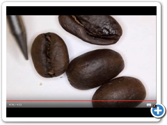 الأستاذ/ أحمد محيو